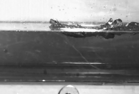 Физики выяснили, как ящерицы-гекконы бегают по воде
