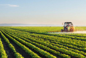 Аграрный сектор Азербайджана вырос почти на 4%
