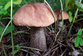 Диетологи советуют есть грибы не чаще двух раз в неделю

