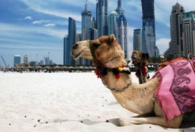 Саудовская Аравия выдворяет катарских верблюдов