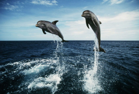 Сегодня всемирный день китов и дельфинов 