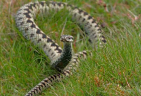 В Азербайджане обнаружили новый вид ядовитых змей - ФОТО