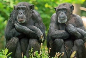 Шимпанзе из Сенегала устроили кровавую расправу над бывшим вожаком