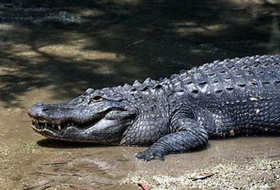 Из зоопарка в Китае сбежали 78 крокодилов