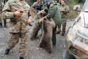 В Карабахе два медвежонка перекрыли путь Пашиняну - ВИДЕО