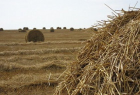 В Азербайджане выявлены факты незаконного использования земель 