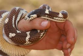 В прошлом месяце в Азербайджане 14 человек пострадали от укусов змей 