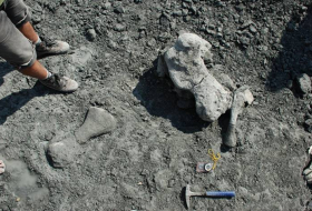 Палеонтологи открыли древнейшего предка человека размером со слона
