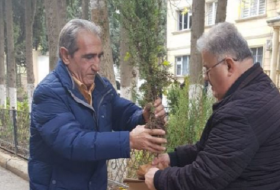 Минэкологии раздало жителям Баку тысячи саженцев деревьев