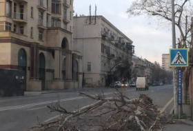 Сильный ветер в Баку повредил 16 деревьев