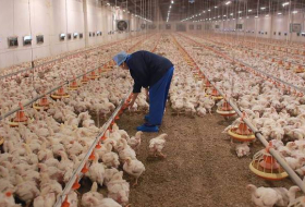 В Баку с птицефабрики украдено куриное мясо и куриная продукция на 170 манатов
