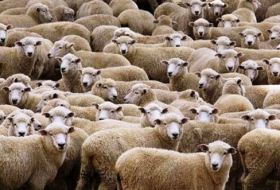 В Хачмазе волки растерзали 30 овец