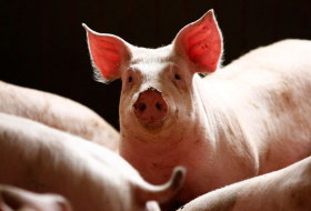 В сосисках из Китая нашли геном африканской чумы свиней
