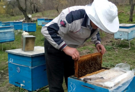 Пчеловоды Азербайджана получат крупные субсидии
