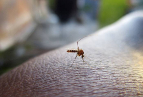Ученый объяснил, как комары выбирают 