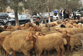 В Азербайджане пункты забоя скота будут оснащены необходимым оборудованием