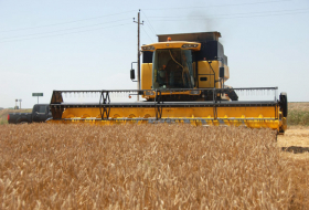 В Азербайджане продолжает расти производство сельскохозяйственной продукции
