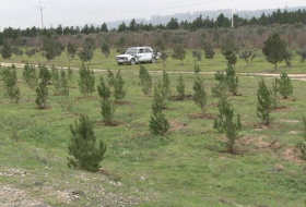 В Сабирабаде будет посажено 50 тысяч деревьев различных видов
