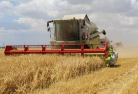 На производство зерна в Азербайджане выделено 71 млн долларов