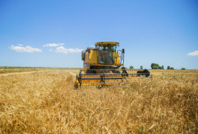 Госкомстат: Производство сельскохозяйственной продукции в Азербайджане увеличилось
