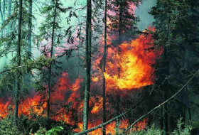 В Исмаиллы горит лес