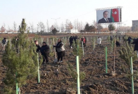 В Наримановском районе посажено 2 500 деревьев
