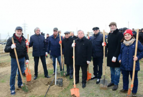 Фирдовси Алиев: Число посаженных сегодня деревьев превысило 650 тысяч