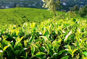 В Азербайджан импортировано 12,5 тыс. тонн чая
