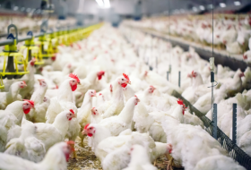 Азербайджан ввел временный запрет на ввоз птичьего мяса из Украины

