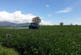 Азербайджанским фермерам уже переведено свыше 10,5 млн манатов субсидий - минсельхоз
