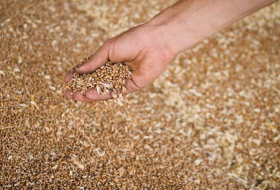 Пшеница и мука будут: в Таджикистане завершается сбор зерновых культур