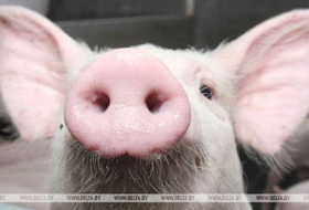 Беларусь ограничивает ввоз свинины из Германии из-за АЧС
