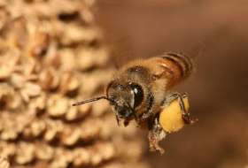 Ученые заявили, что пчелиный яд разрушает раковые клетки за 60 минут
