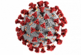 Иммунитет к коронавирусу может сохраняться годами — новое исследование

