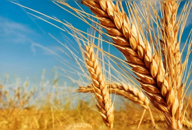 «Ъ»: Россия хочет добиться от всех членов ЕАЭС зерновых квот и пошлин
