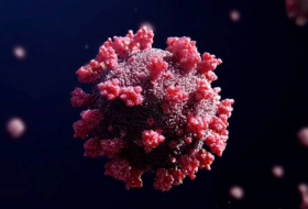 Биологи создали иммуногены, эффективные при любых штаммах коронавируса
