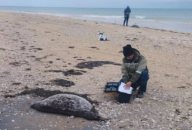 В Казахстане количество мертвых тюленей на Каспии выросло до 141
