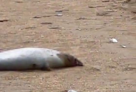 В Дагестане назвали естественной смерть 700 выбросившихся на берег тюленей