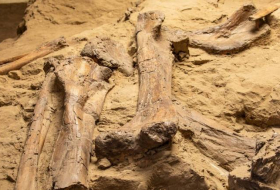 В Индии обнаружили останки динозавра возрастом 167 млн лет
