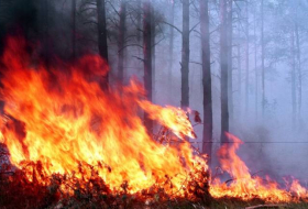 В Габале возник пожар в горно-лесистой местности
