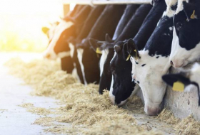 Азербайджан импортировал из Грузии живой скот почти на 15 млн долларов
