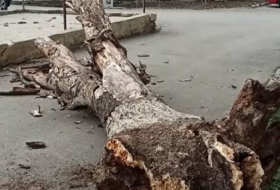 В Сумгайыте упало дерево, заблокирован вход во двор здания - ВИДЕО