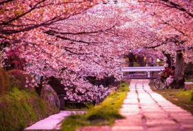 В Токио начался сезон цветения сакуры
