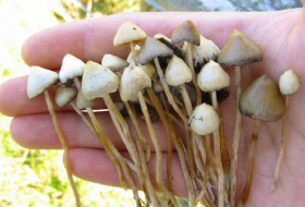 Найдено неожиданное свойство галлюциногенных грибов