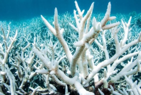 Большой Барьерный риф белеет из-за потепления
