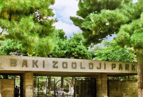 В Бакинском зоопарке появился карликовый олень