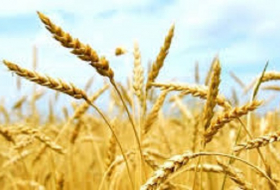 Турция запретила беспошлинный ввоз российской пшеницы