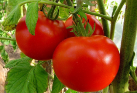 В России отказались от импорта турецких томатов
