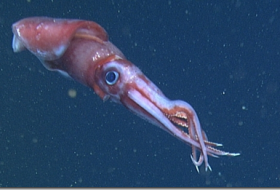 Ученые выяснили, почему у кальмаров `дьявольские`глаза
