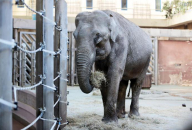 В Японии слон хоботом убил сотрудника зоопарка